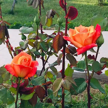 Datca,Mesudiye 'De Muestakil Guenluek Kiralik Villa