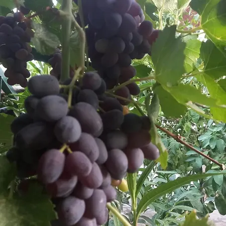 Datca,Mesudiye 'De Muestakil Guenluek Kiralik Villa * داتْشا