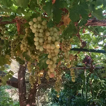 Datca,Mesudiye 'De Muestakil Guenluek Kiralik Villa داتْشا