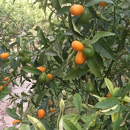 Datca,Mesudiye 'De Muestakil Guenluek Kiralik Villa