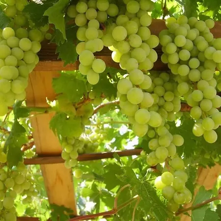 Datca,Mesudiye 'De Muestakil Guenluek Kiralik Villa فيلة