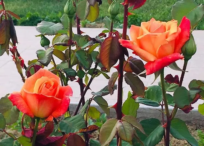 Datca,Mesudiye 'De Muestakil Guenluek Kiralik Villa