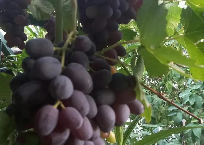 Datca,Mesudiye 'De Muestakil Guenluek Kiralik Villa * ダッチャ