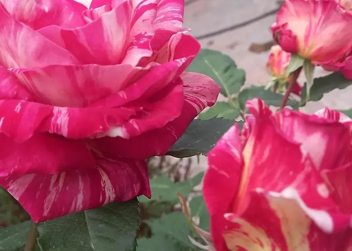 Vila Datca,Mesudiye 'De Muestakil Guenluek Kiralik Villa