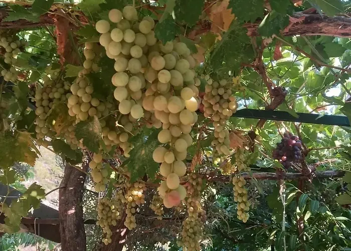 Datca,Mesudiye 'De Muestakil Guenluek Kiralik Villa Datça