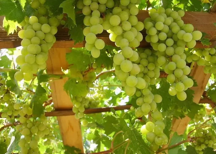 Datca,Mesudiye 'De Muestakil Guenluek Kiralik Villa Vila