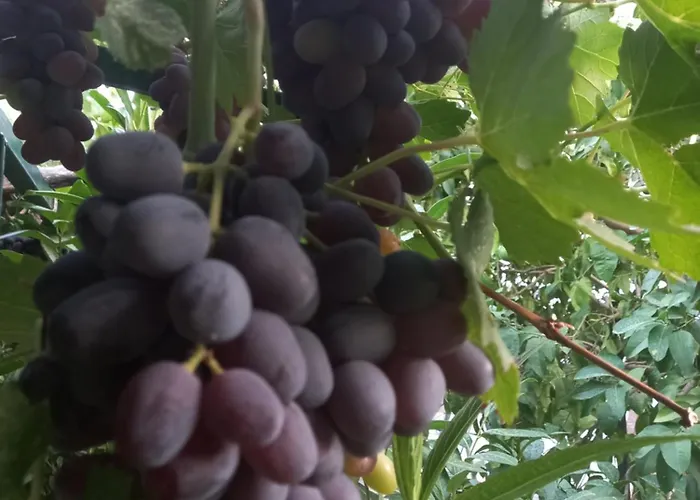 Villakoza With Sea View